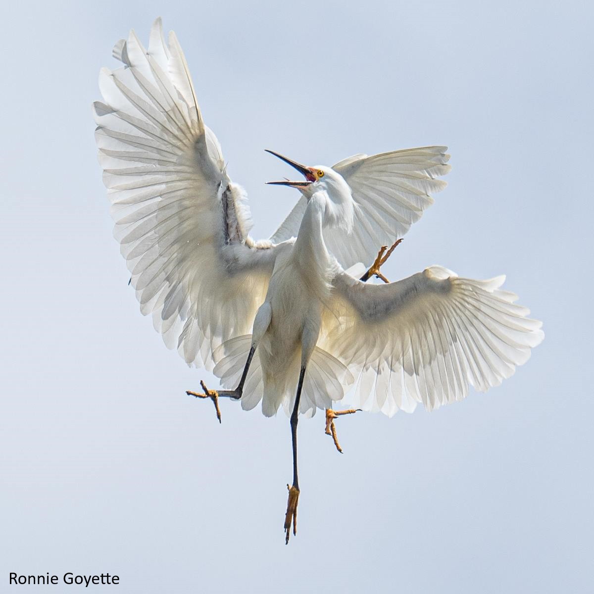 Photo of a snowy egret in mid-air with wings spread out. It appears it's about to be attacked from behind by another snowy egret.